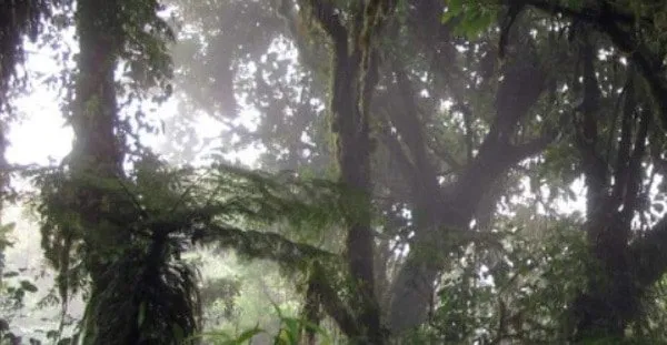 Monteverde Cloud Forest