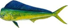 Royale Fishing