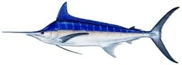 Royale Fishing