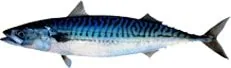 Royale Fishing