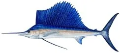 Royale Fishing