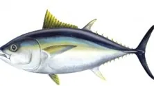 Royale Fishing