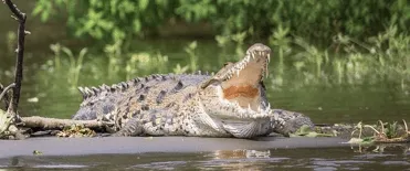 Crocodile Tour