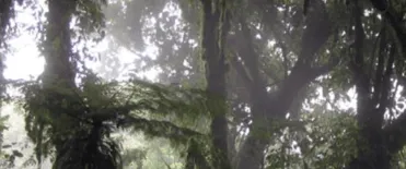 Monteverde Cloud Forest Tour
