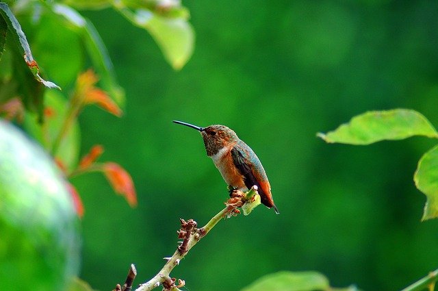 Bird species in Costa Rica