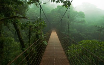 A bridge in Costa Rican forest