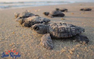 Turtles on Guanacaste Beach