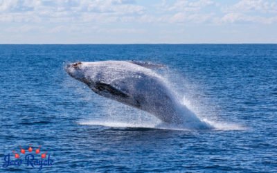 Whale sighting at Drake Bay