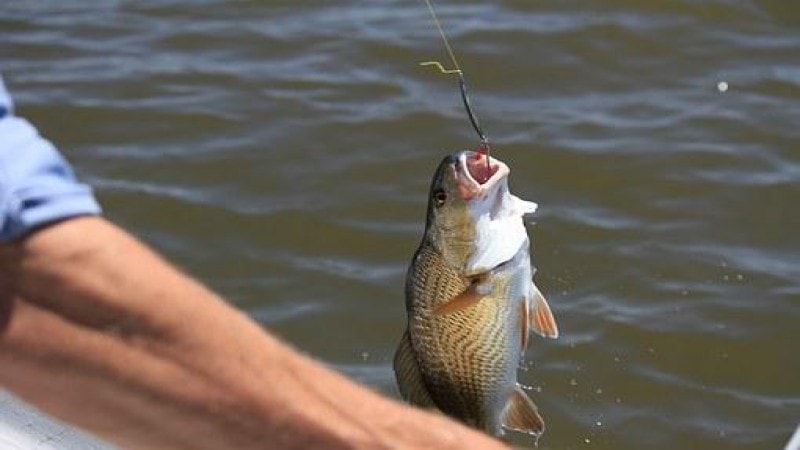 Fish biting the bait